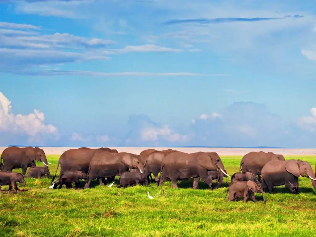 Première journée de safari dans la savane du Tsavo