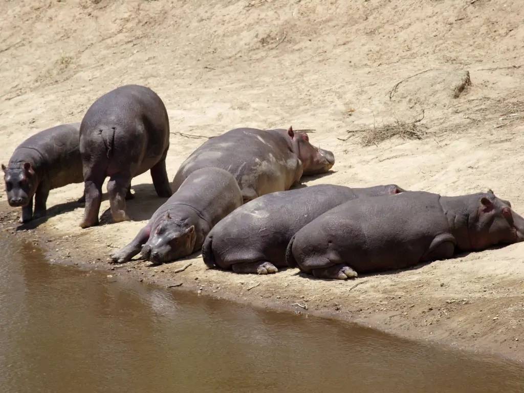 A la rencontre des éléphants rouges