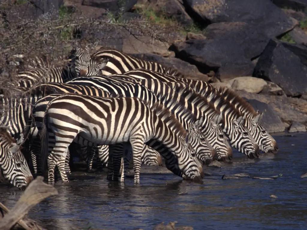 Versants luxuriants des montagnes Aberdare