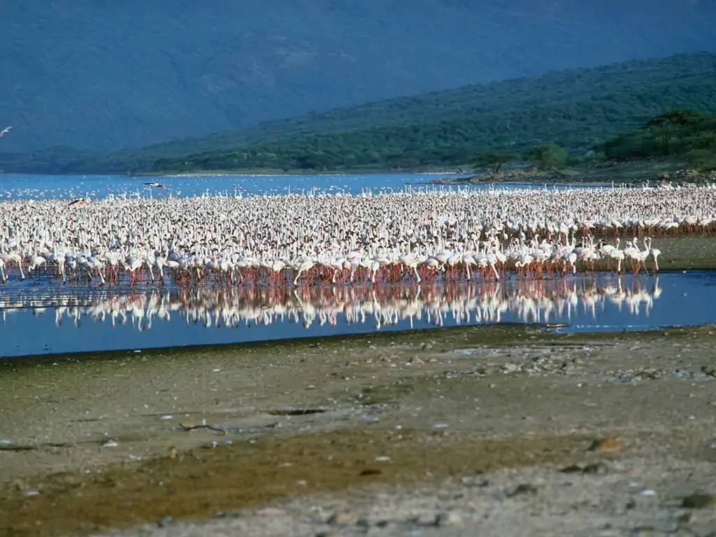 Une demi-journée au Lac Bogoria