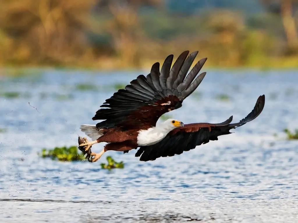 Le long des rives fleuries du Lac Naivasha