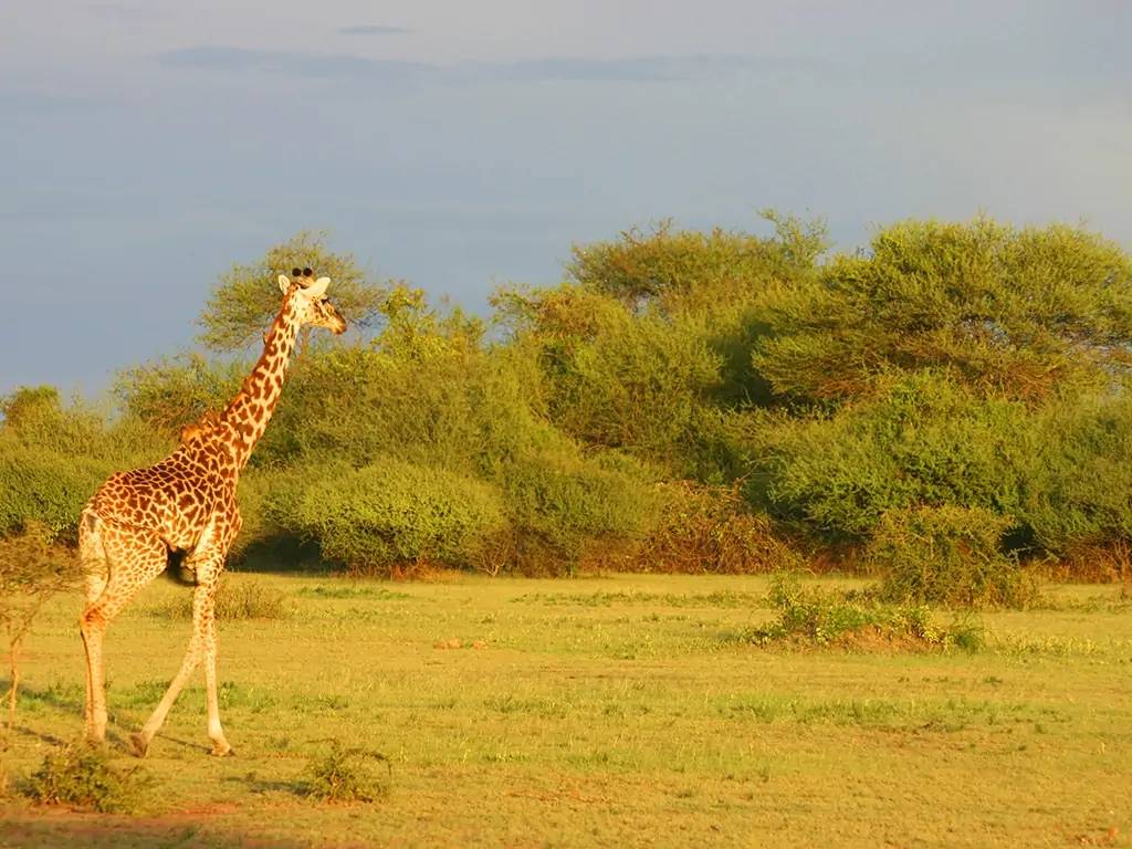 Arrivée au Kenya et  découverte  des paysages splendides de Laikipia