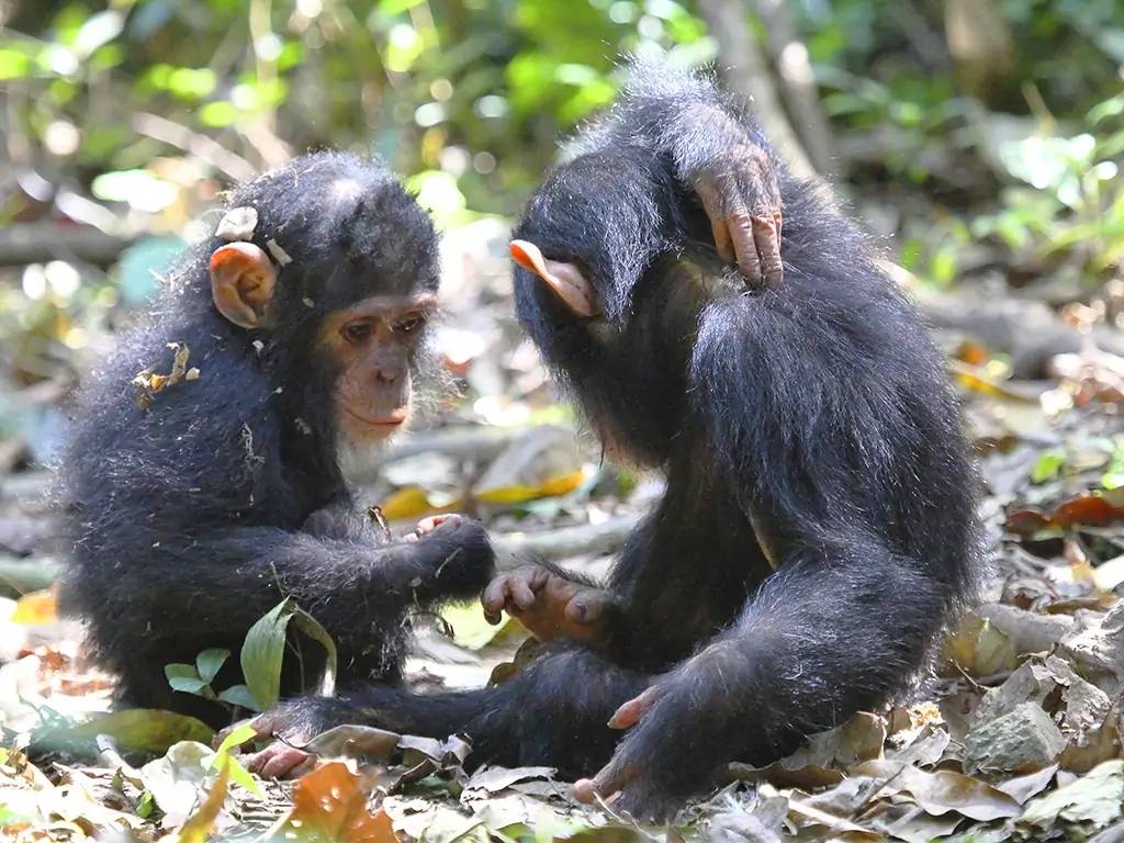 Aux pieds du Mont Kenya, le sanctuaire des chimpanzés