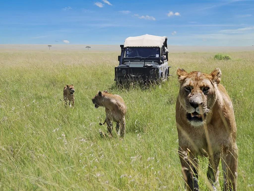 Safari dans le légendaire Masai Mara