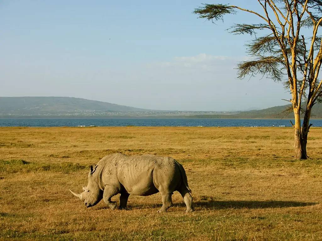 Safari dans le légendaire Masai Mara