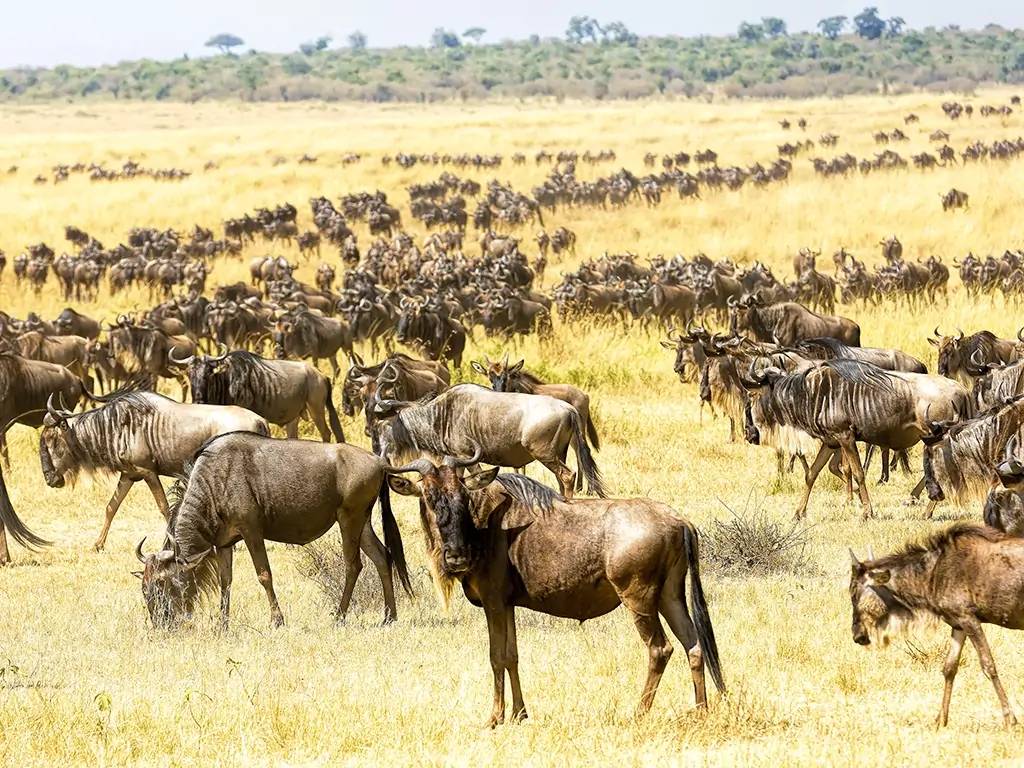 Poursuite de votre découverte du Masai Mara