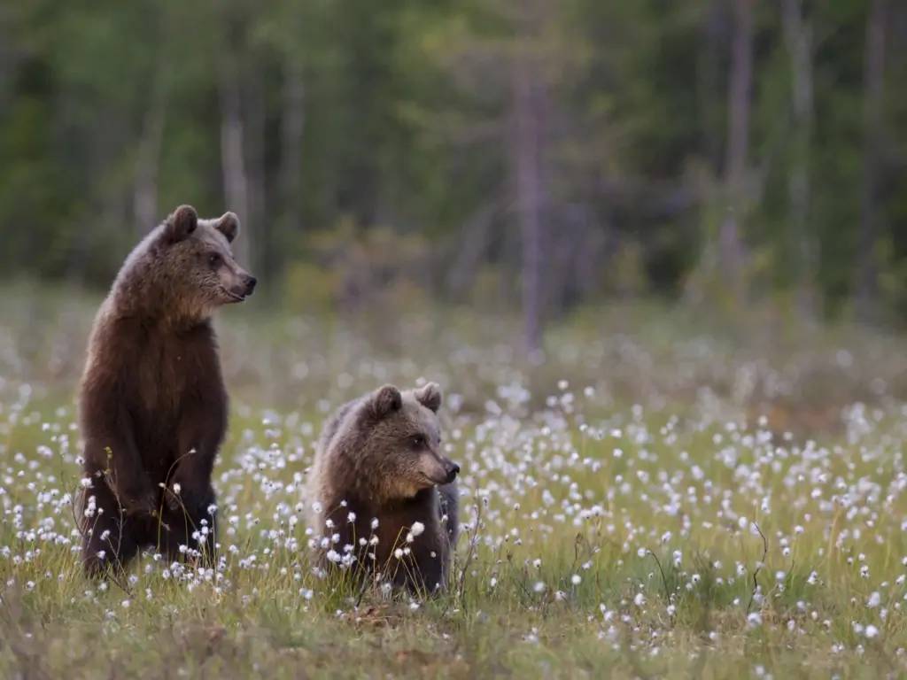 Rencontre avec les ours bruns