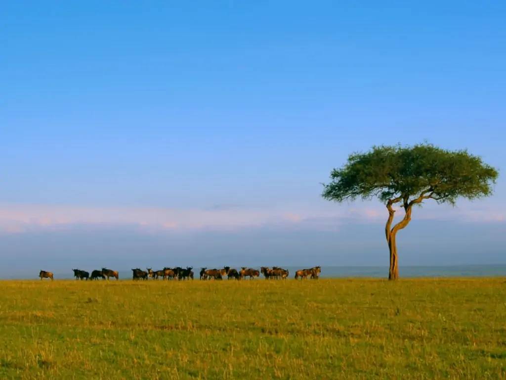 Safari dans le légendaire Masai Mara