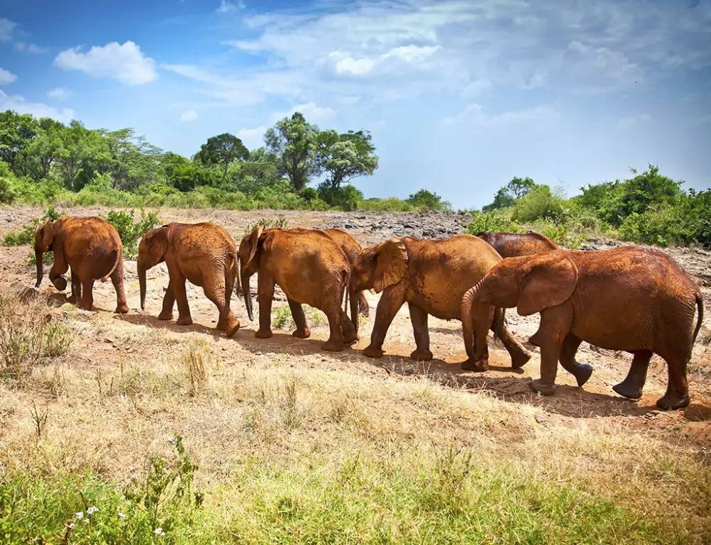 Grande journée de safari dans l’immensité de la réserve