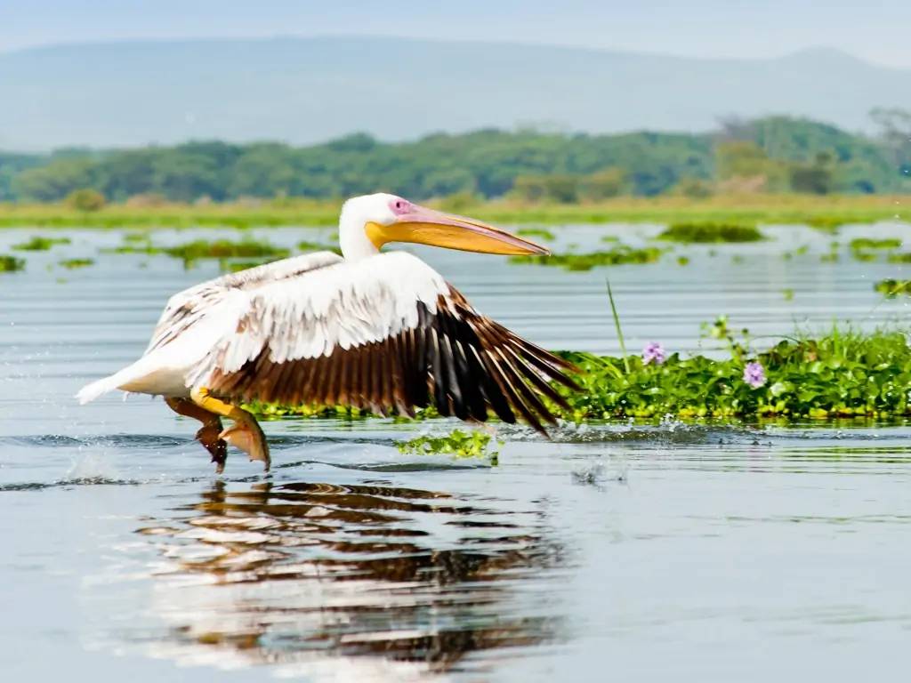 Lac de Naivasha et ses milliers d’oiseaux