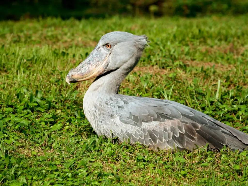 Arrivée en Ouganda !