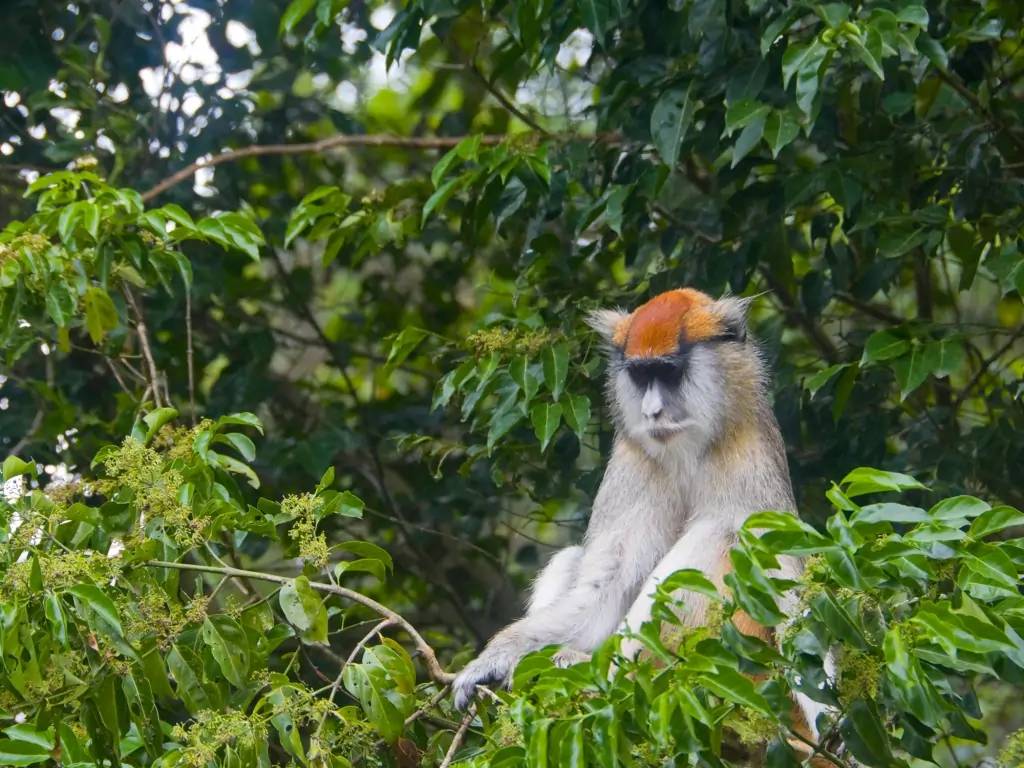 Le Parc de Bwindi et ses gorilles !