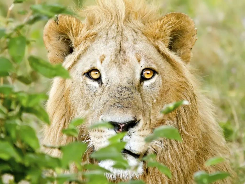 Safari dans le Masai Mara