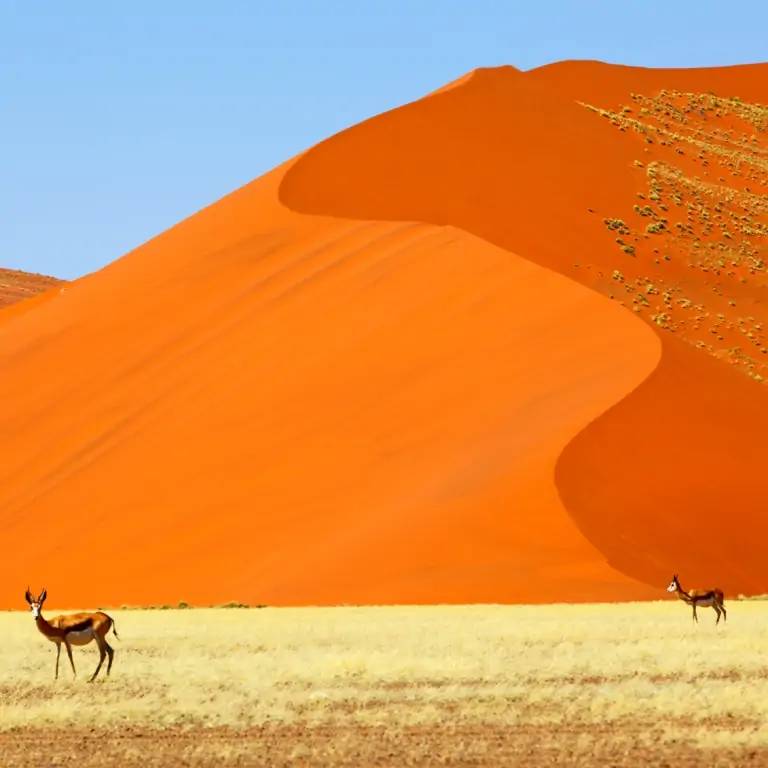 Spectaculaires dunes rougeoyantes de  Sossusvlei (120km)