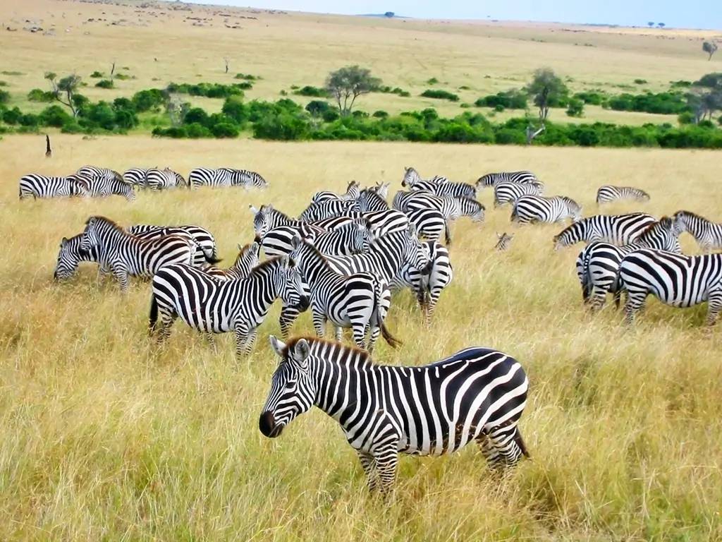 La grande migration du Serengeti