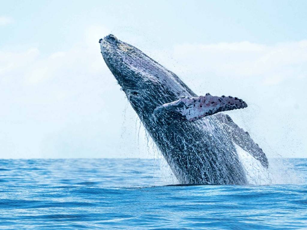Rencontre avec les baleines et les otaries à Loreto