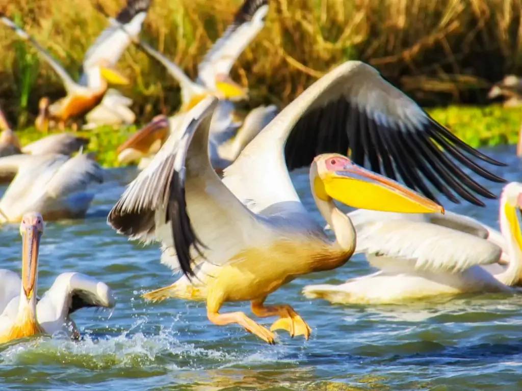 Un rendez-vous exceptionnel au cœur de la réserve du Parc des Oiseaux de Djoudj
