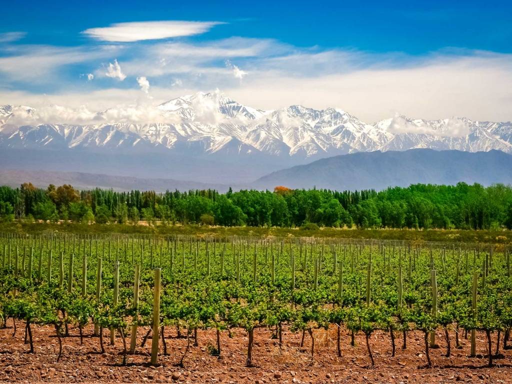 Visite d’un domaine viticole et dégustation de vin argentin