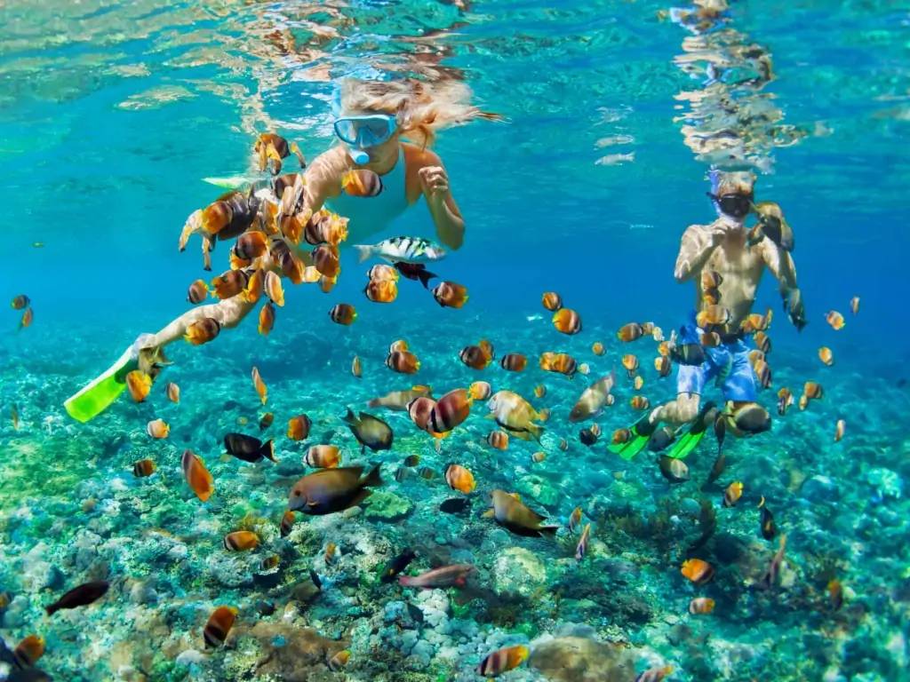 Récifs coralliens et poissons tropicaux de l’Ile Catalina