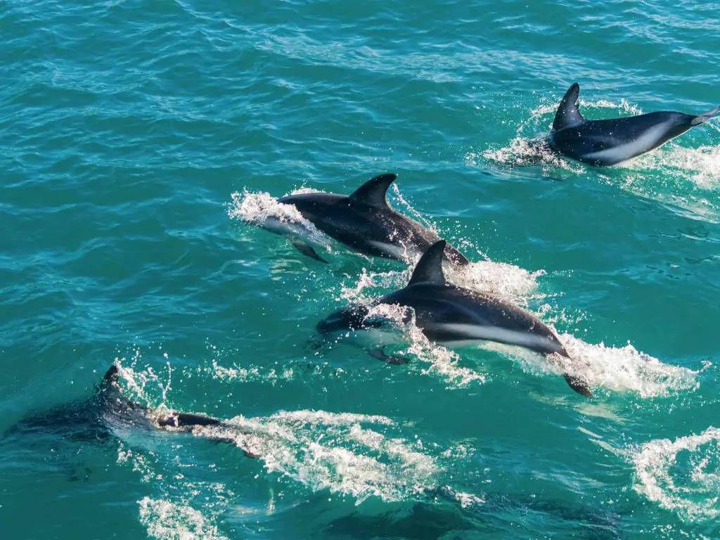 Observation des baleines et des dauphins