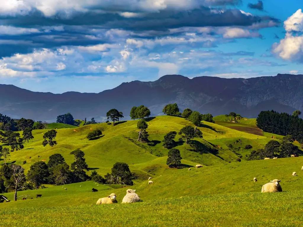 A travers les plaines du Waikato