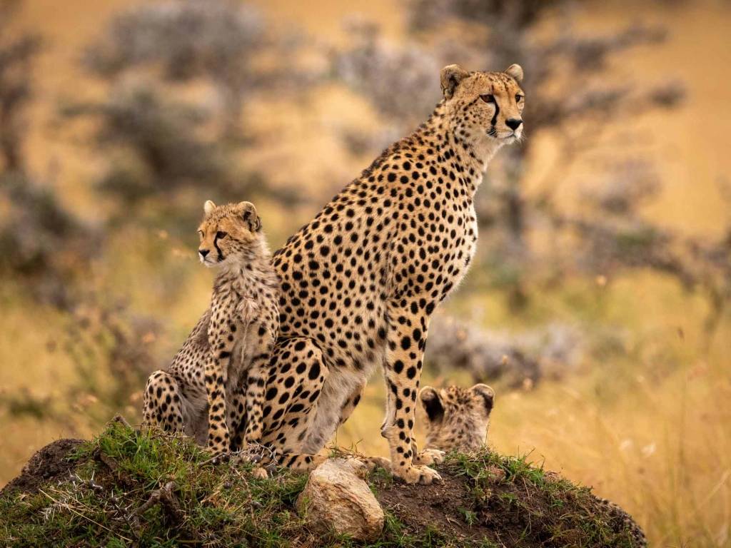 Safaris à pied et en 4x4 et rencontre avec les Masais