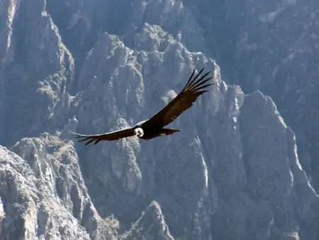 Observation du vol du condor royal