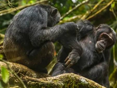 Chimpanzés et safari dans la savane