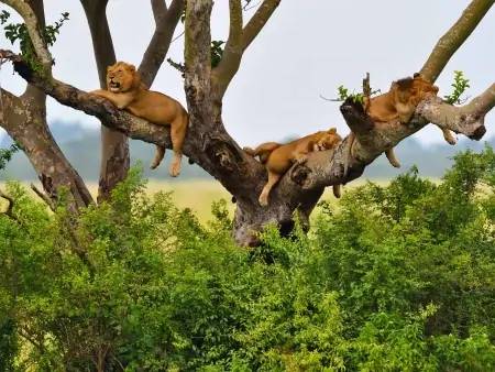 Lions dans les arbres et route de montagne