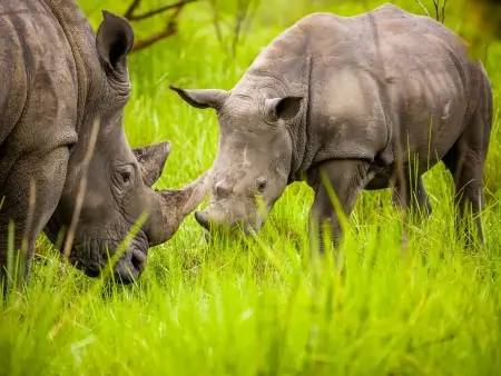 A la rencontre des derniers rhinocéros d’Ouganda