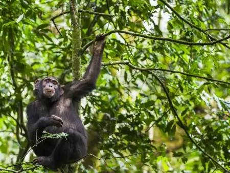 Habituation avec les chimpanzés