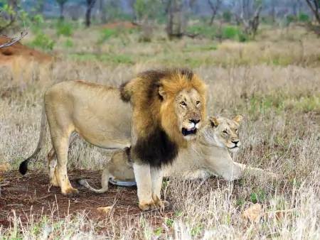 Safaris en Réserve Privée