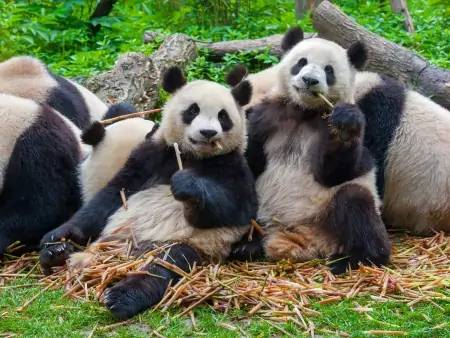 Rencontre avec les pandas géants 