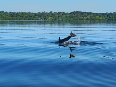 Baignade, snorkeling et dauphins