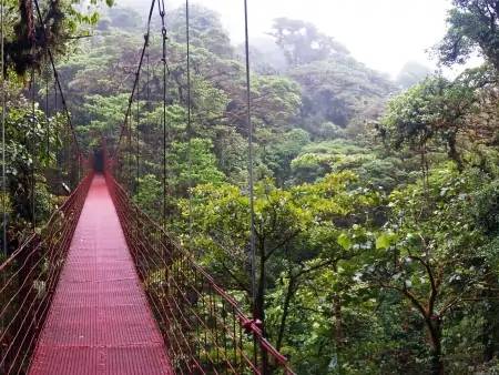 Immersion dans la jungle du haut des ponts du suspendus