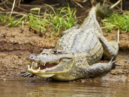 Les plus gros crocodiles du Costa Rica