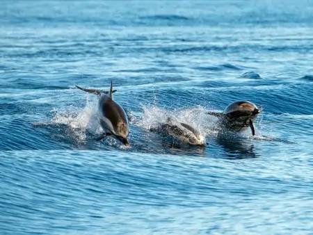 Observation des dauphins et des baleines 