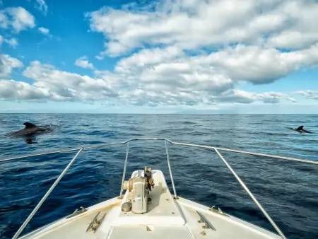 Croisière en mer et observation des baleines pilotes