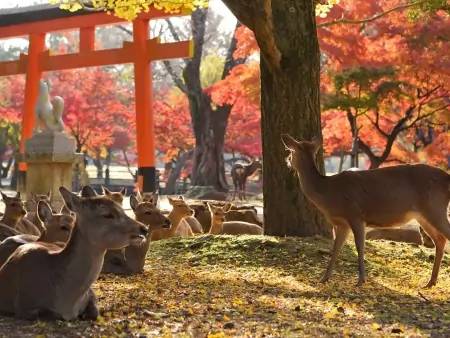 Les temples et les daims en liberté de Nara