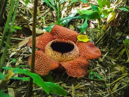 Extraordinaire biodiversité au mont Kinabalu