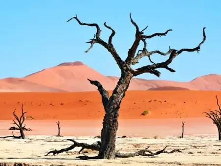 Dead Vlei…le trésor du désert du Namib !
