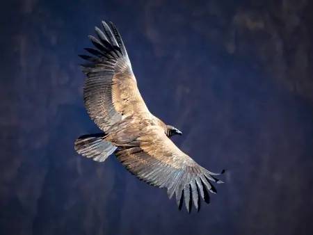 Vol du Condor et Canyon de Colca