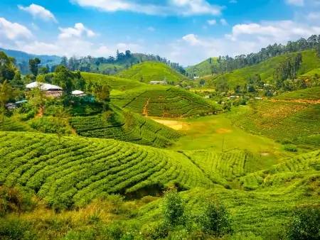 Immersion dans les plantations de thé 