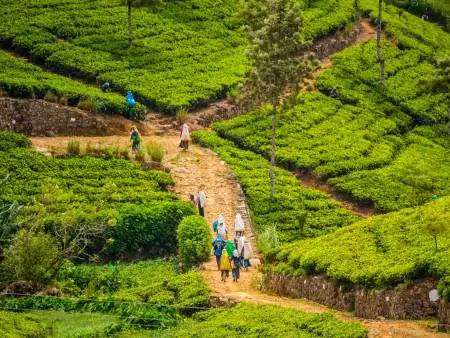 Trek : rizières, plantations de thé et cascades