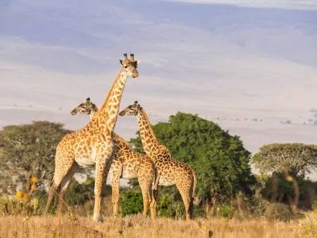 L’incroyable beauté du Cratère du Ngorongoro