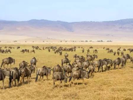 Safari en terre Masaï