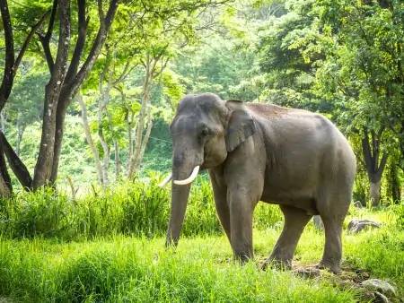 Eléphants de Chiang Mai