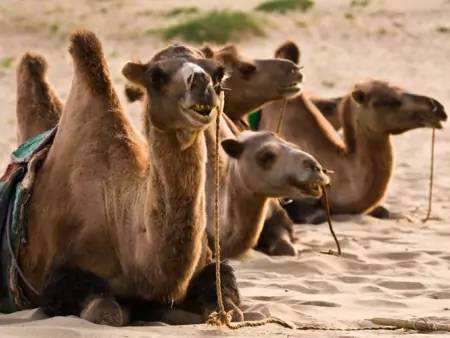 Balade à dos de chameaux dans les dunes et monastère de Ovgon