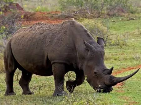 Rhinocéros noir en vue …
