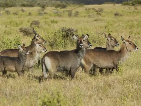Deuxième journée de safari à Amboseli